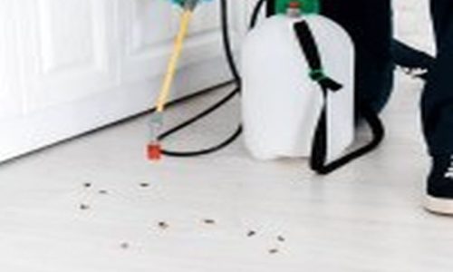 Sydney Pest Control: Identifying and Eliminating Rodent Entry Points