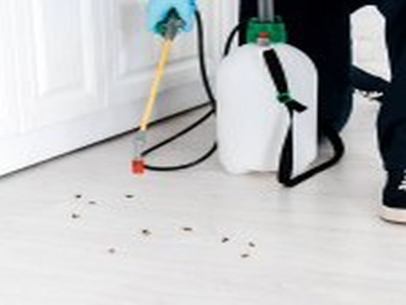 Sydney Pest Control: Identifying and Eliminating Rodent Entry Points