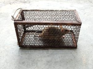 Pest Control for Rats: A Proactive Approach