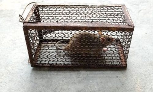 Pest Control for Rats: A Proactive Approach