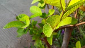 Premium Quality Green Malay Kratom: Where to Buy