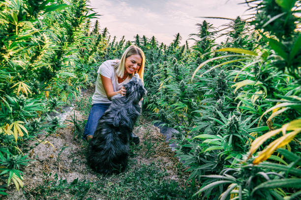 The Benefits of CBD Oil for Dogs Canada A Natural Way to Support Your Pet's Health