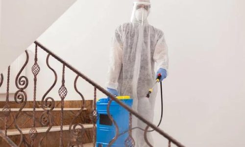 Top Boca Raton Mold Remediation Companies You Can Trust