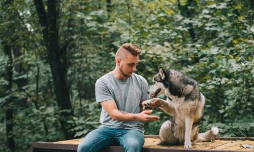 The Role of Socialization in Dog Obedience Training